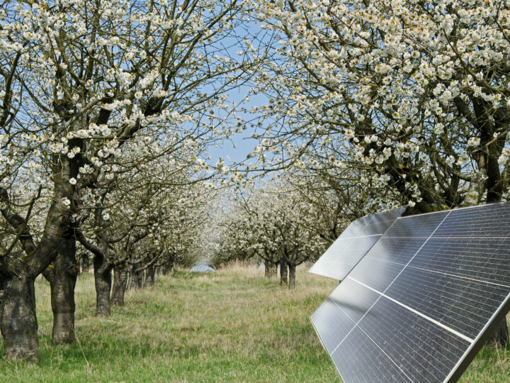 Förderprogramm für Stecker-Photovoltaik + Obstbäume startet nach den Osterferien