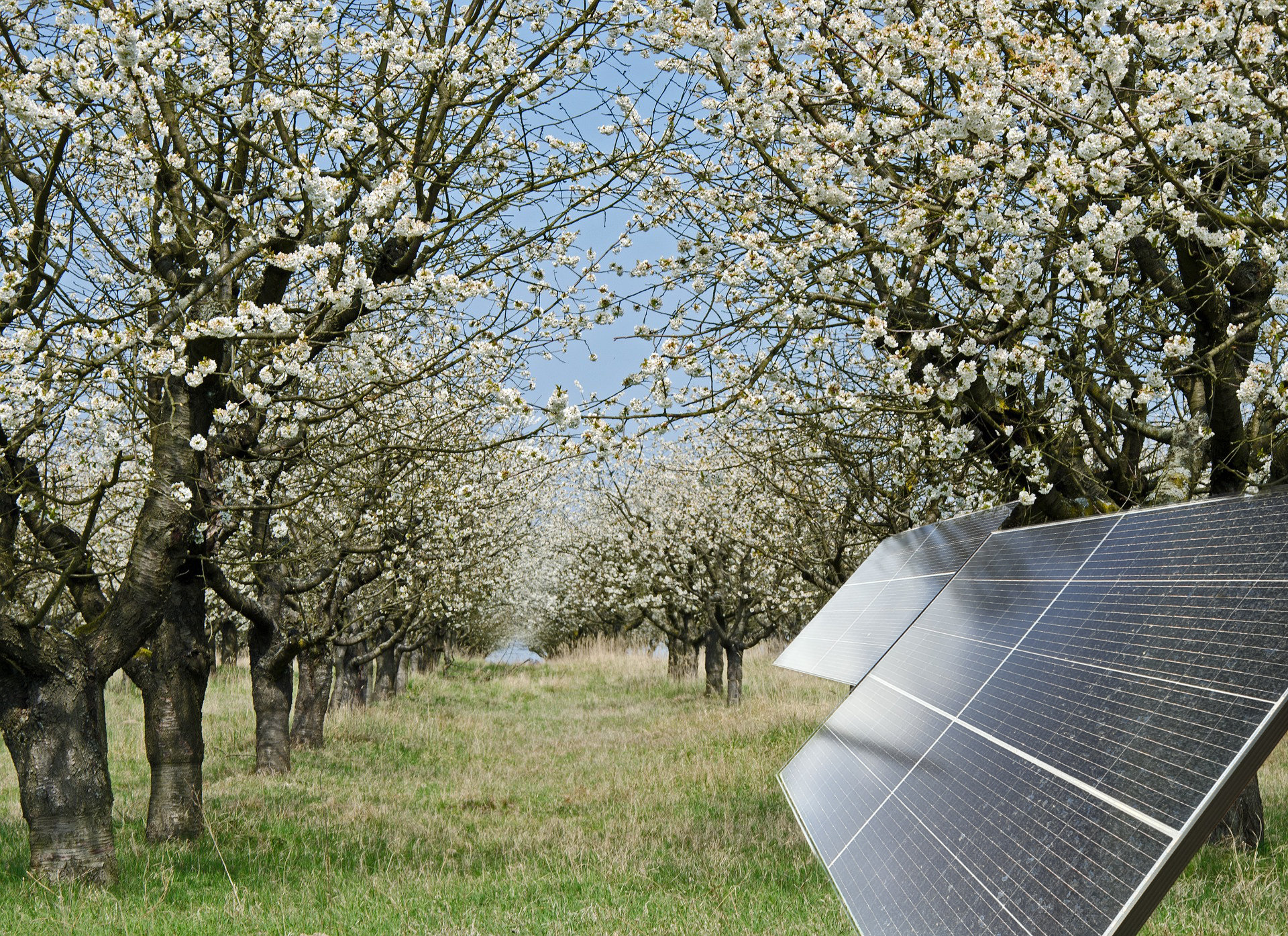 Förderprogramm für Stecker-Photovoltaik + Obstbäume startet nach den Osterferien