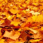 autumn, leaves, foliage