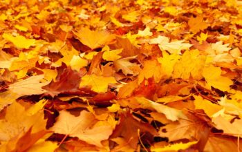 autumn, leaves, foliage