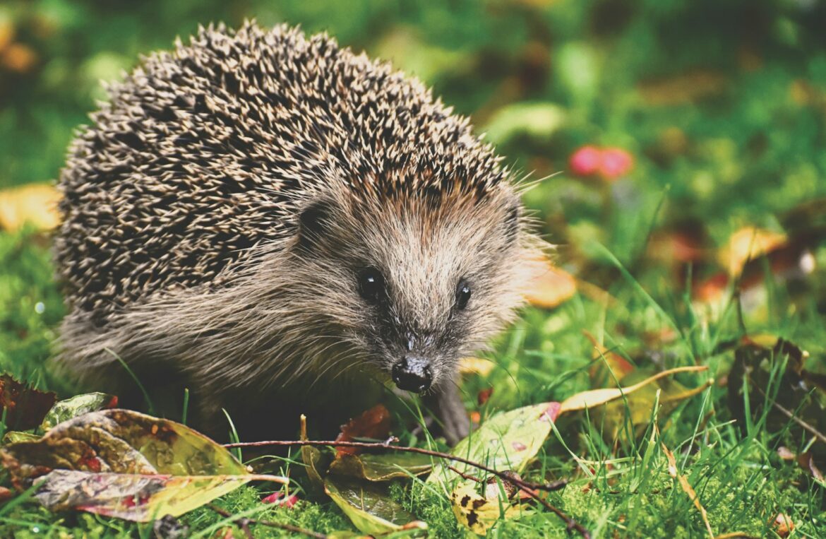 Der Igel: Schutz für das stachelige Knäuel in Gärten und Grünflächen