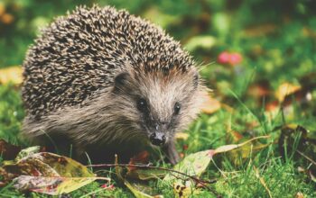 black and white hedgehog on green and red leaves